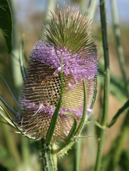 Card&egrave;re commune (Dipsacus fullonum) en fleur &copy; Nicolas Macaire / LPO